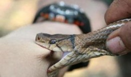 网友爆料被蛇咬了视频,紧急救援！网友现场直击蛇咬事件