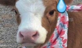 娱乐吃瓜酱狐狸