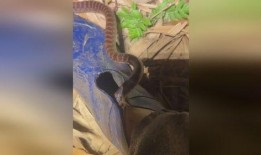 网友爆料被蛇咬了视频,紧急救援！网友现场直击蛇咬事件