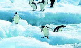 南极最新爆料新闻网,揭秘神秘冰原下的秘密世界