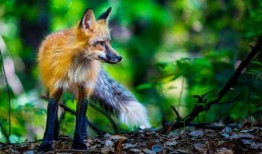 娱乐吃瓜酱狐狸