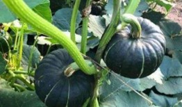 那些年吃瓜的网红是谁啊,揭秘“那些年吃瓜”的网红之谜